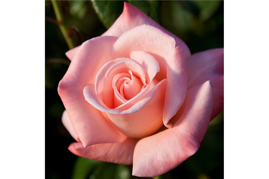 HYBRID TEA STD